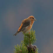 Red Crossbill