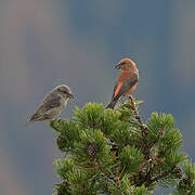 Red Crossbill