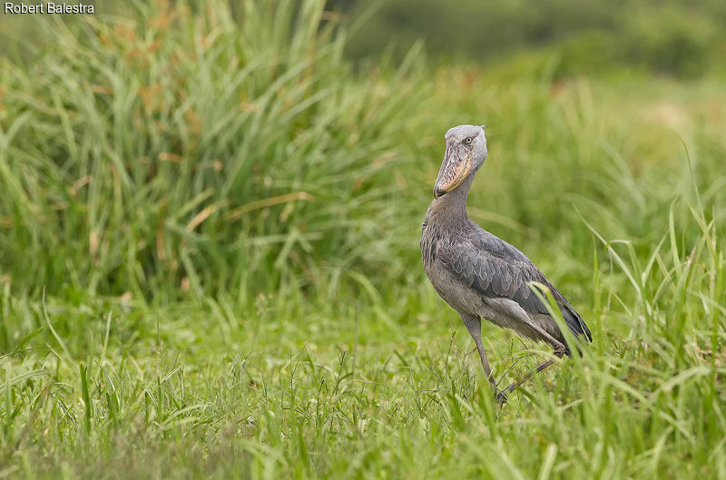 Shoebill