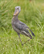 Shoebill