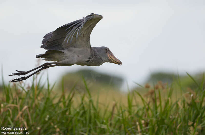 Shoebilladult, Flight