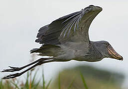 Shoebill