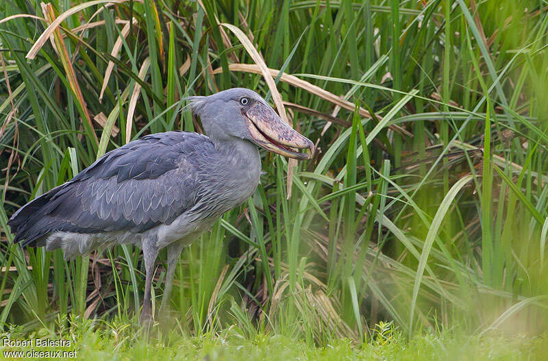 Shoebill, identification