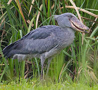 Shoebill