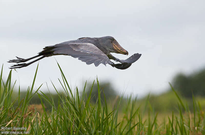 Shoebilladult, Flight