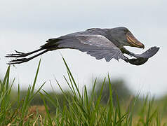 Shoebill