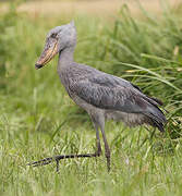 Shoebill