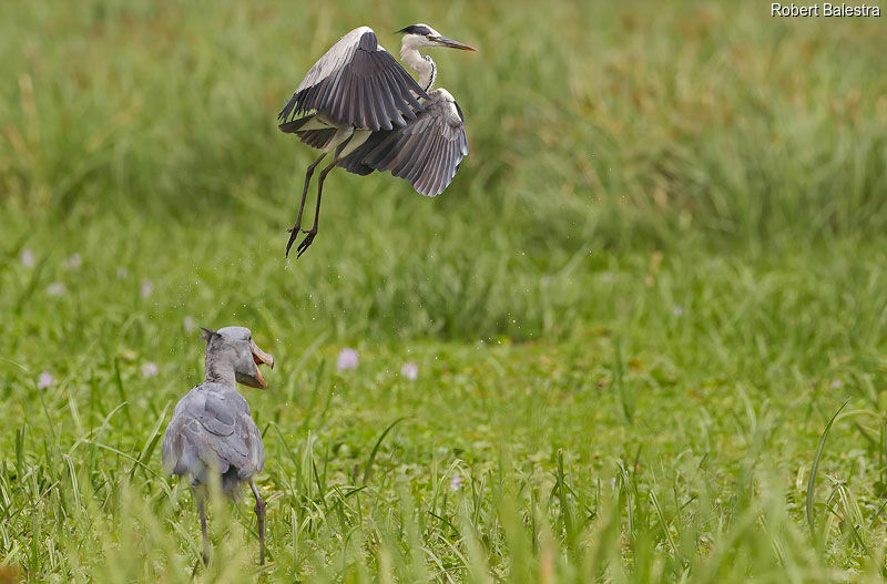 Shoebill, Behaviour