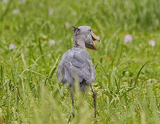 Shoebill