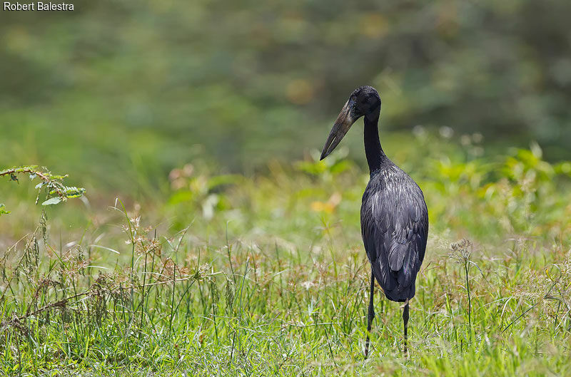 African Openbill