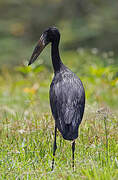 African Openbill