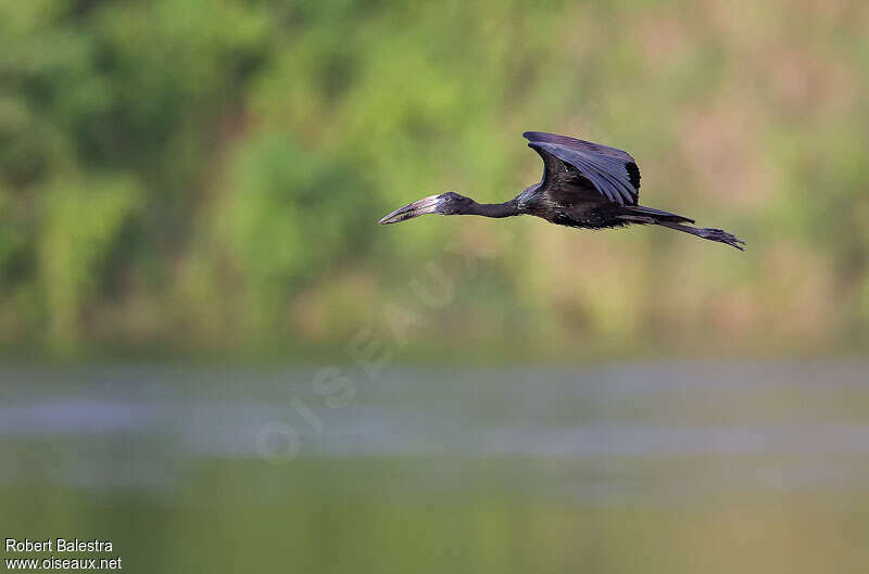 African Openbilladult, Flight