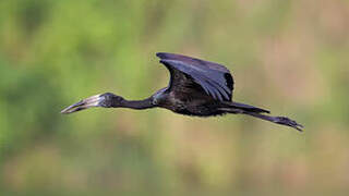 African Openbill