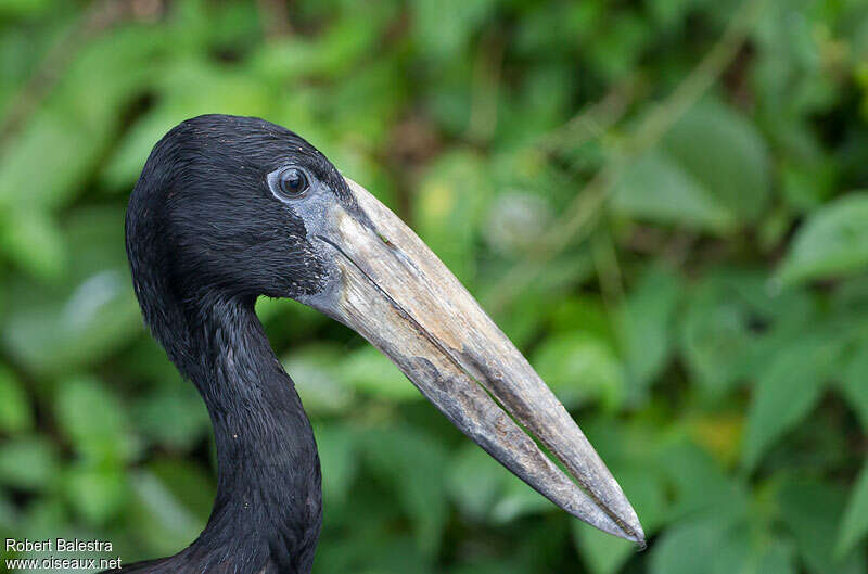 African Openbilladult, close-up portrait