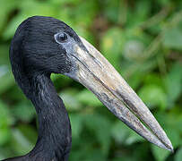 African Openbill