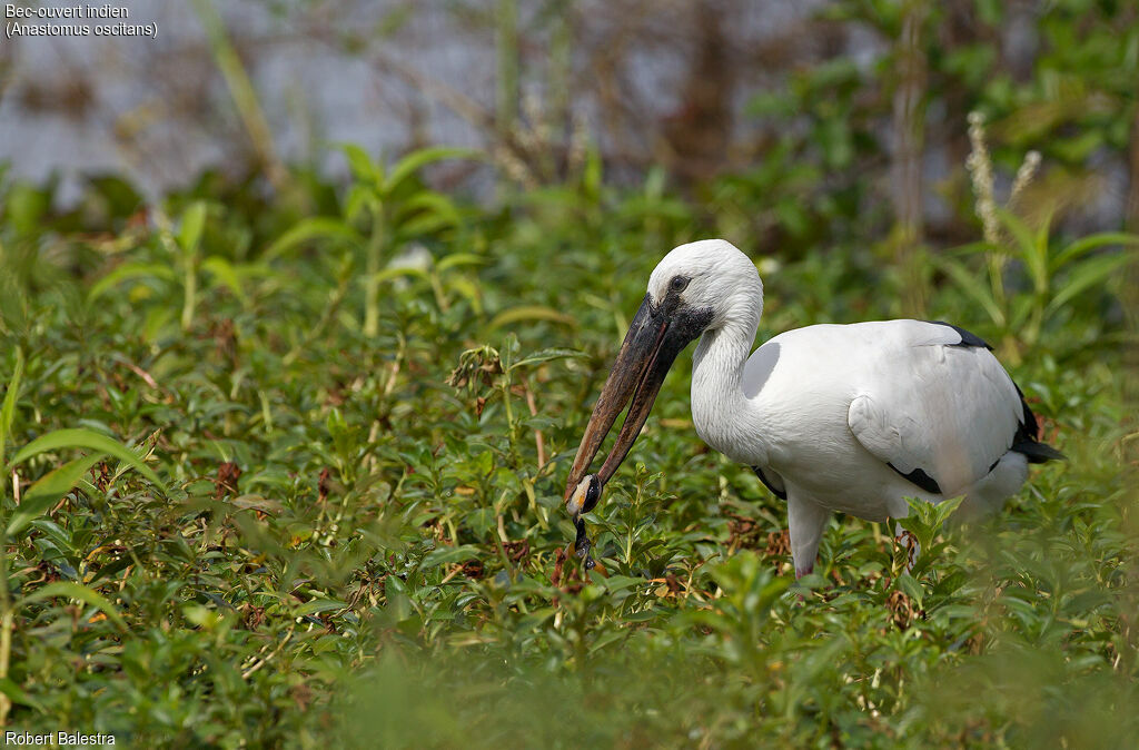 Asian Openbill