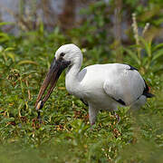 Asian Openbill