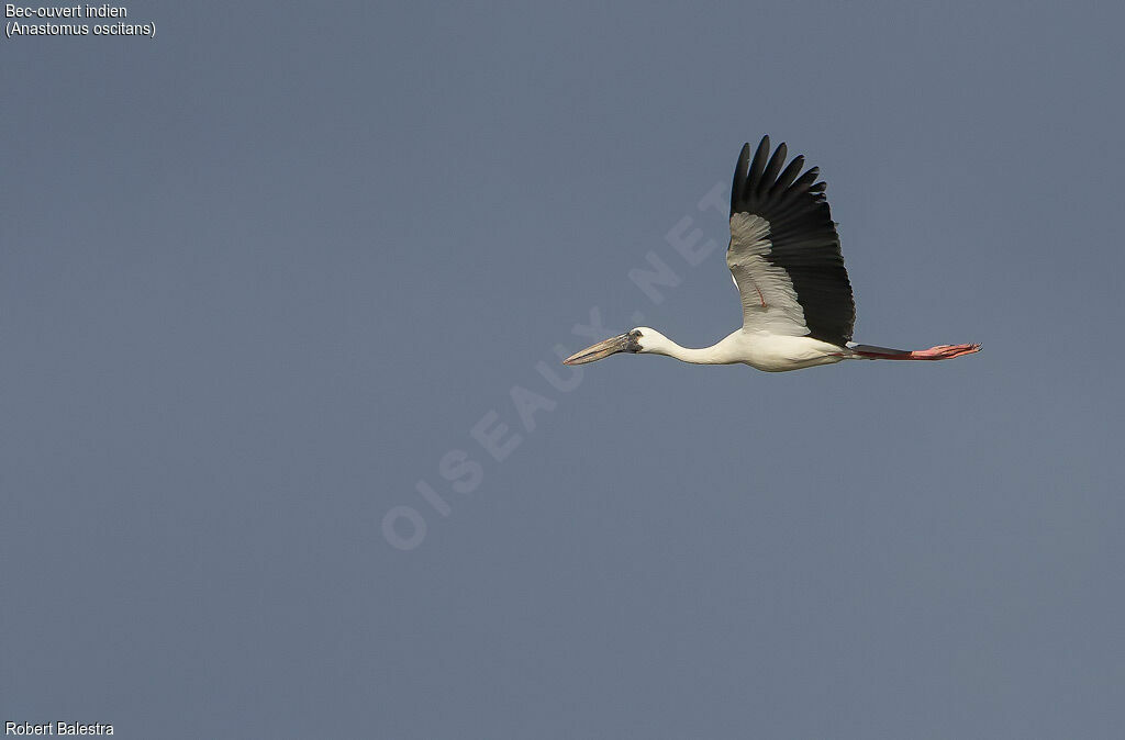 Asian Openbill