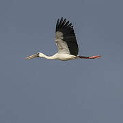 Asian Openbill