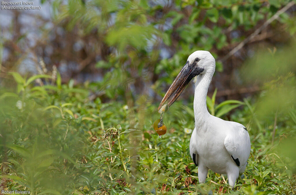 Asian Openbill