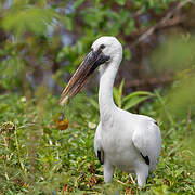 Asian Openbill