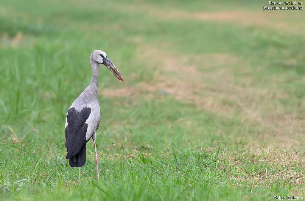 Asian Openbill