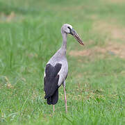 Asian Openbill