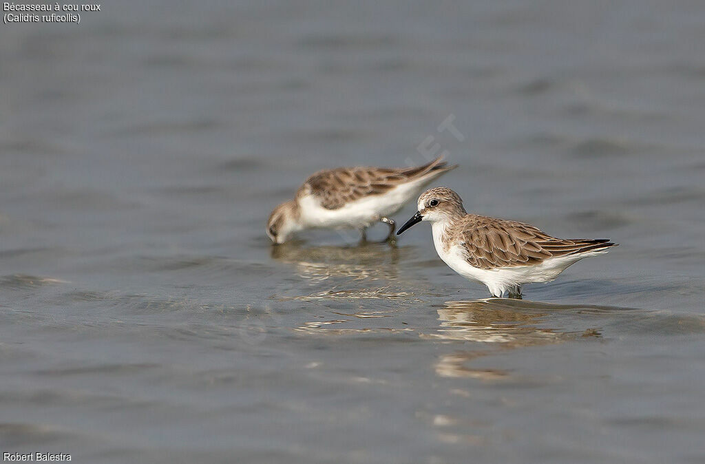 Red-necked Stint