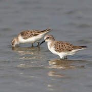 Red-necked Stint