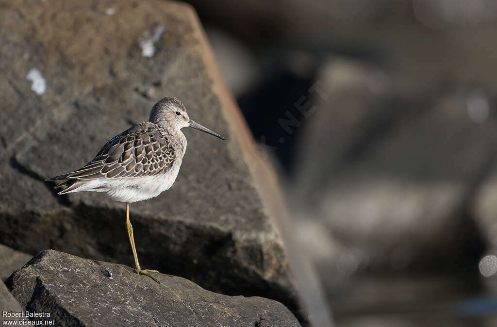 Stilt Sandpiper