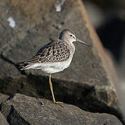 Stilt Sandpiper