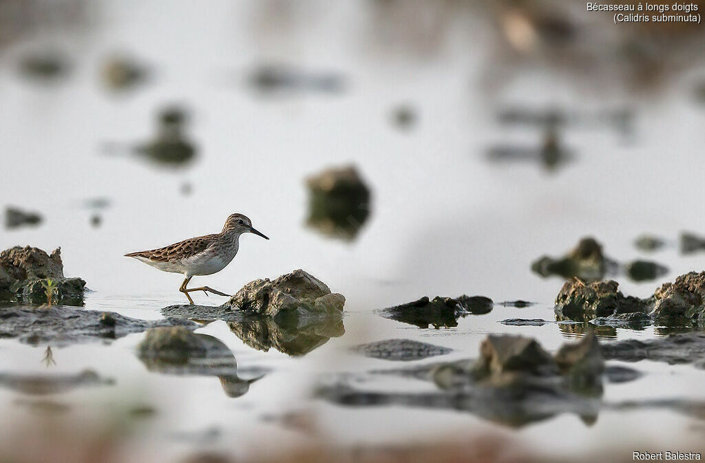 Long-toed Stint