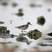 Long-toed Stint