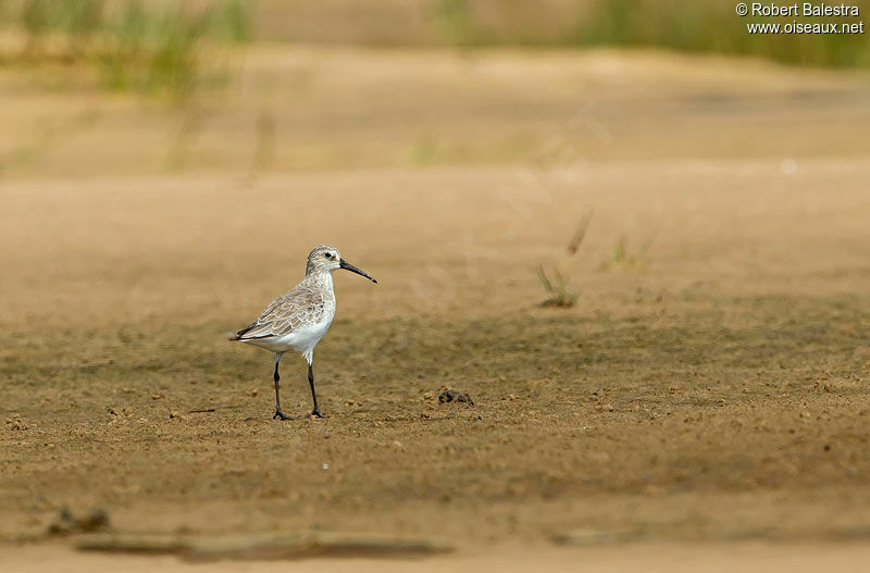 Curlew Sandpiper