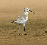 Curlew Sandpiper