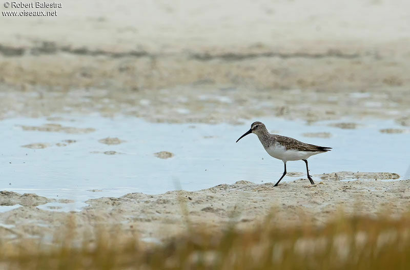 Curlew Sandpiper