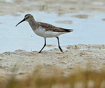 Curlew Sandpiper