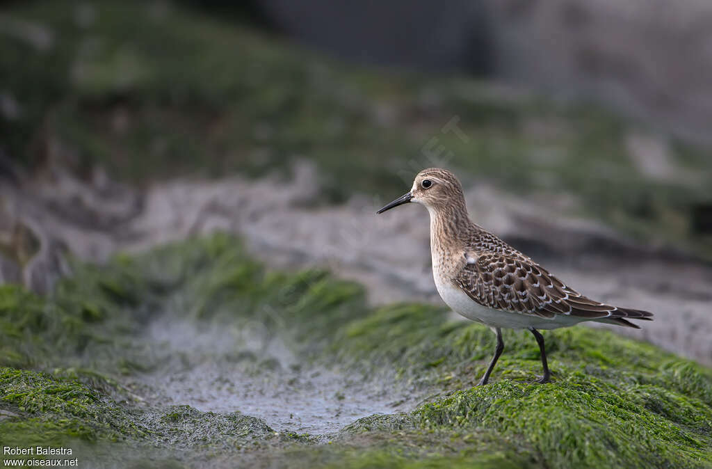 Bécasseau de Bairdjuvénile, identification