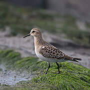 Baird's Sandpiper