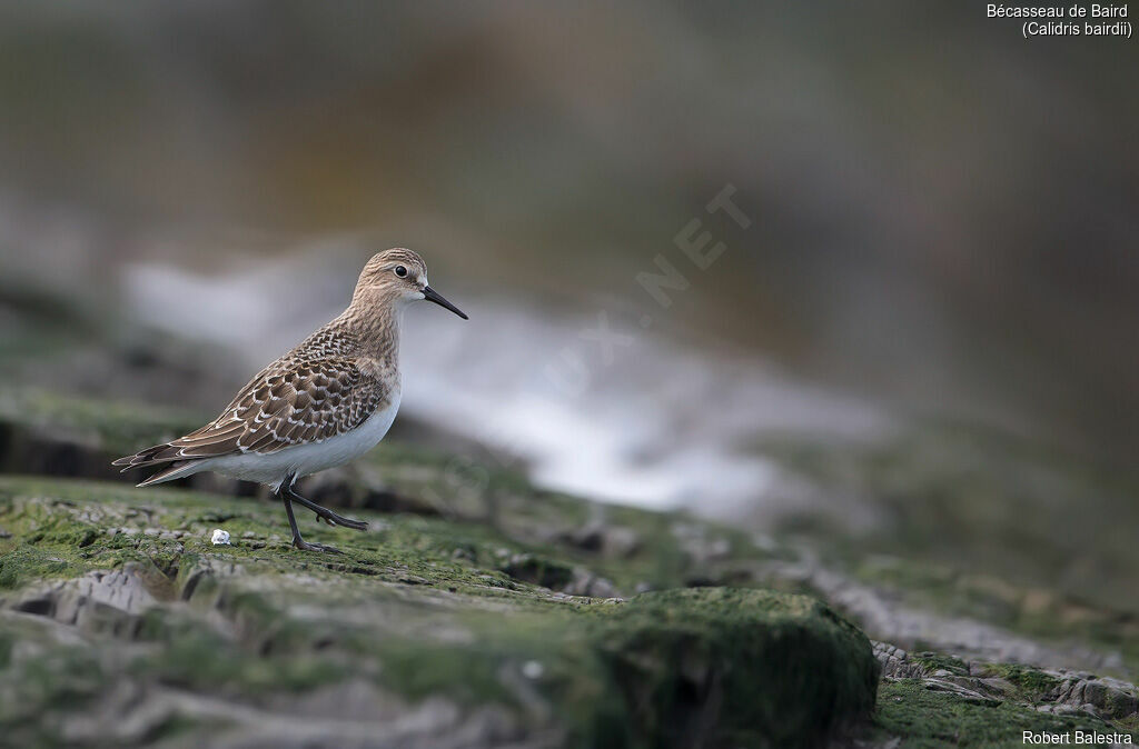 Baird's Sandpiper