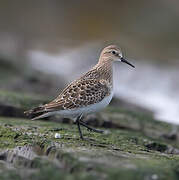 Baird's Sandpiper