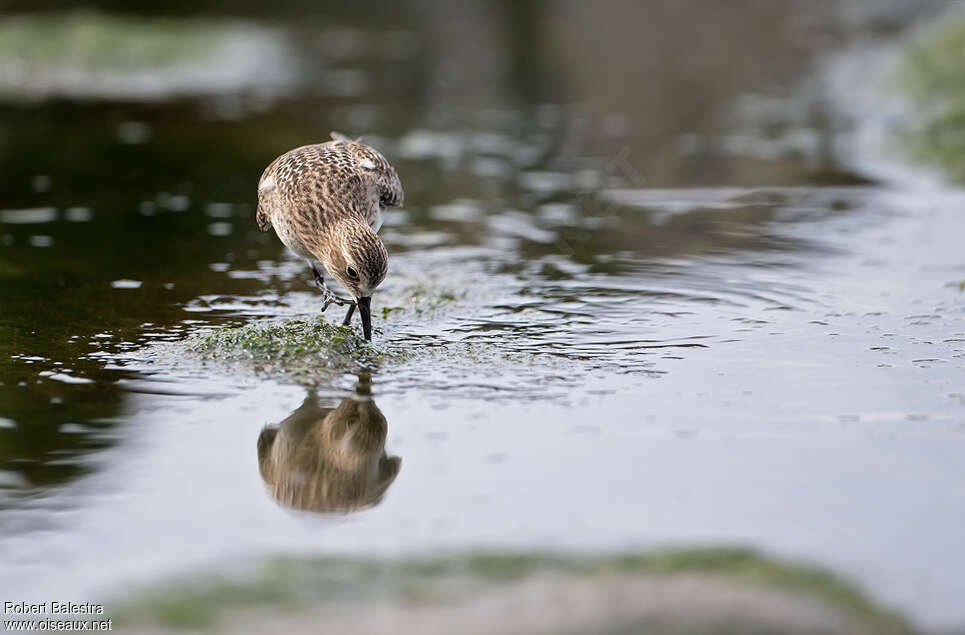 Bécasseau de Baird, habitat, pêche/chasse