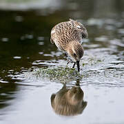 Baird's Sandpiper