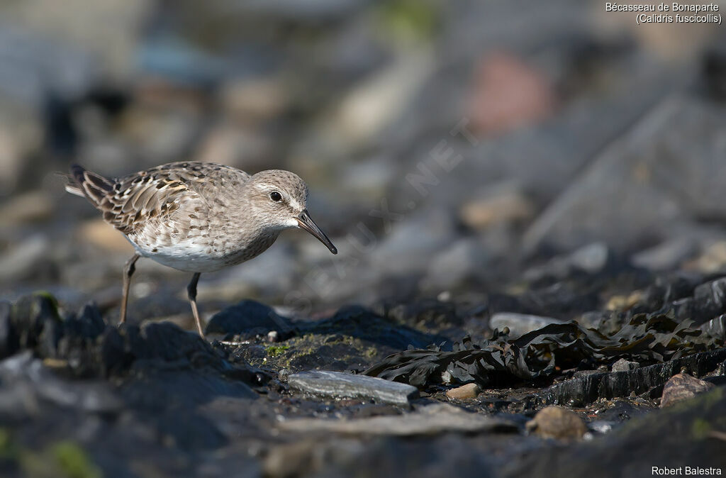 White-rumped Sandpiper