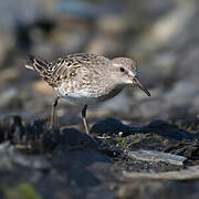 White-rumped Sandpiper