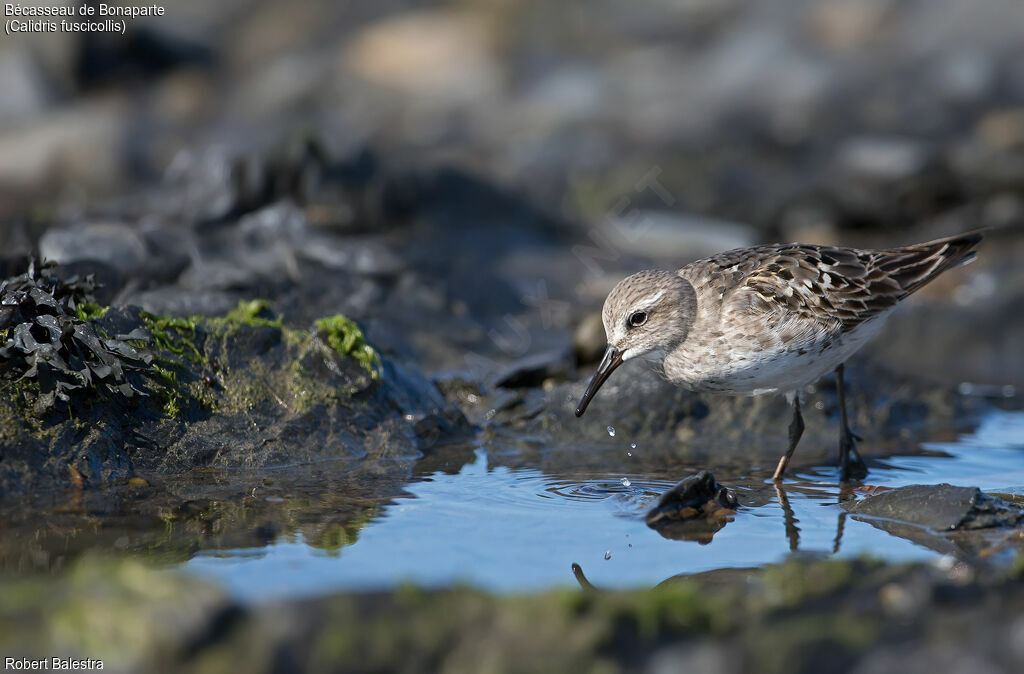 White-rumped Sandpiper