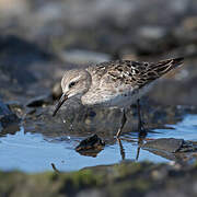 White-rumped Sandpiper