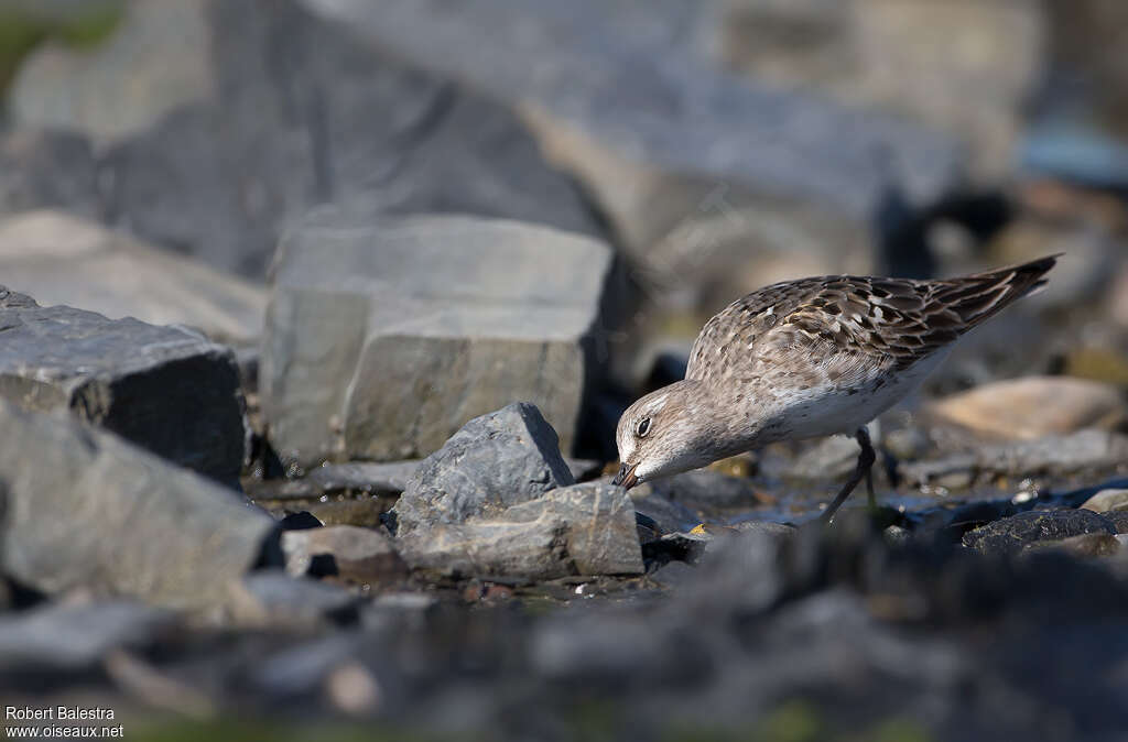 White-rumped Sandpiper, fishing/hunting