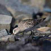 White-rumped Sandpiper