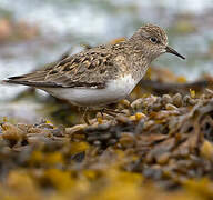 Temminck's Stint